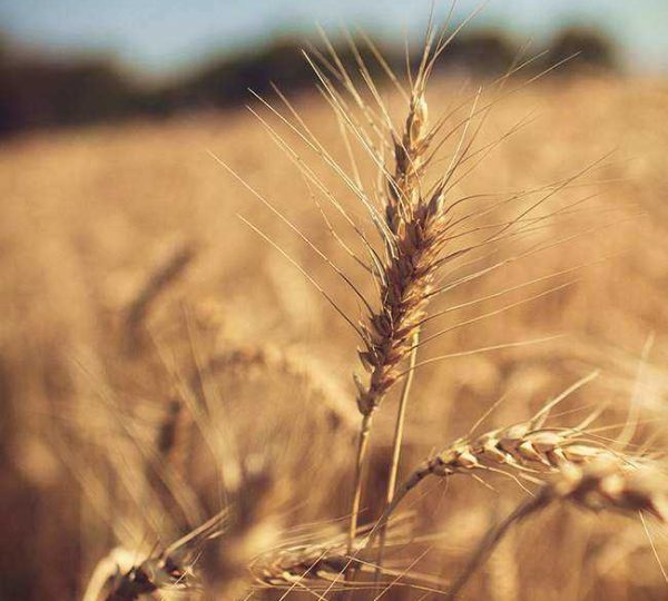Fresh Long Red Chillies