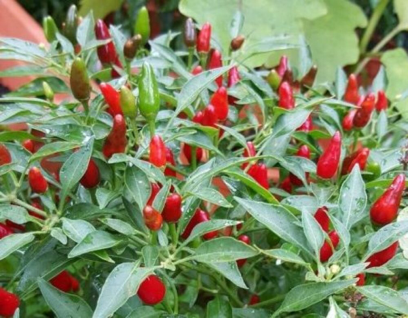Fresh Bird’s Eye Chillies