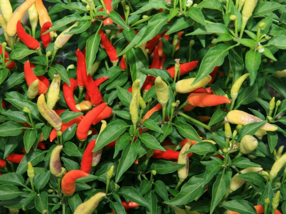 The Future of Organic Farming in Kenya: A Chilli Success Story