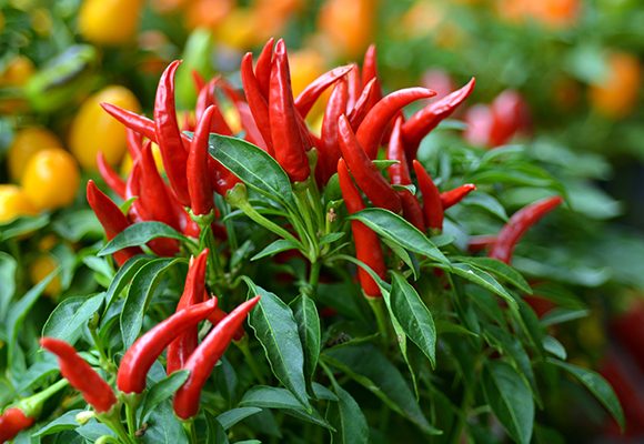 Health Benefits of Chillies: Why They’re More Than Just Spice