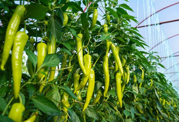 Fresh Green Chillies