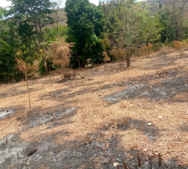 Land Clearing